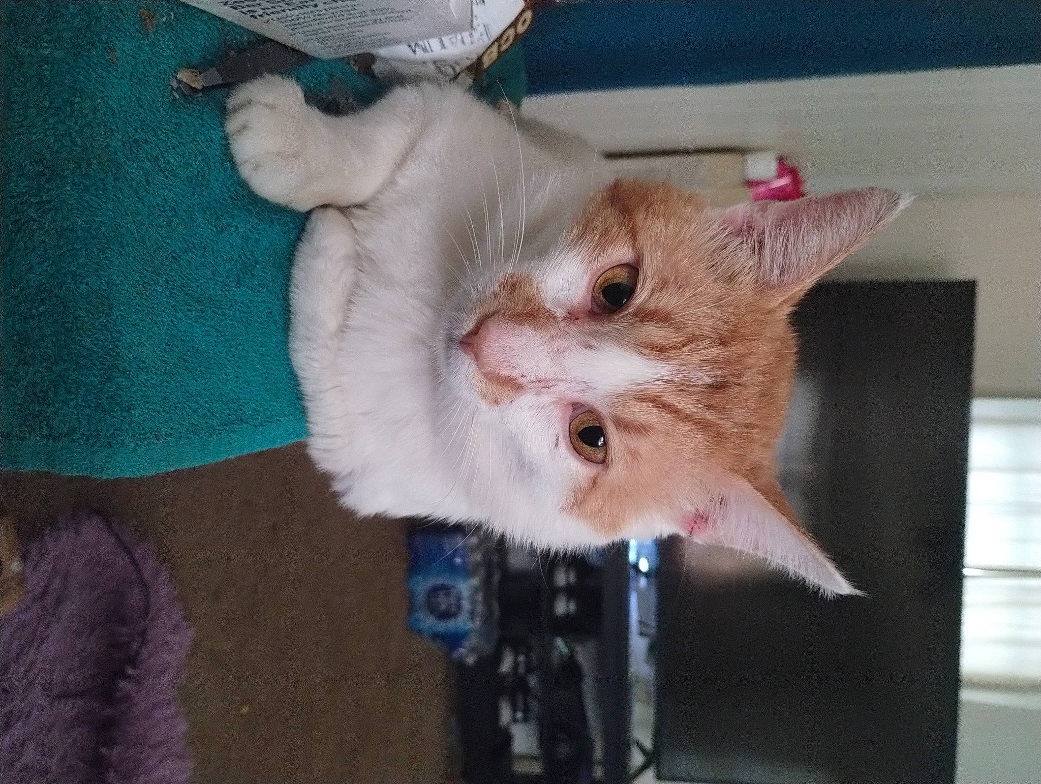 Sweet Pea joined the competition — help win amazing prizes! carnivore, cat, claw, domestic_short_haired_cat, eye, fawn, felidae, fur, head, iris, paw, plant, small_to_medium_sized_cats, snout, tail, whiskers, wool