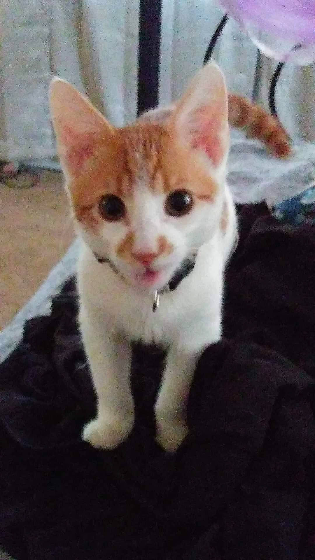 Sweet Pea is registered to the contest to win money with this photo: art, carnivore, cat, domestic_short_haired_cat, eye, fawn, felidae, fur, head, paw, photo_caption, small_to_medium_sized_cats, snout, tail, terrestrial_animal, whiskers