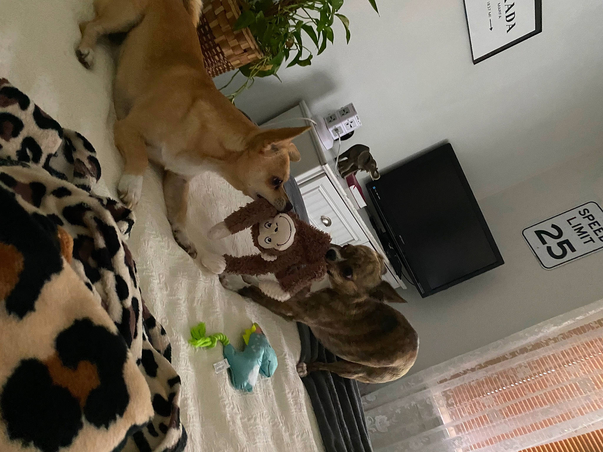 Molly Lace joined the competition — help win amazing prizes! carnivore, comfort, companion_dog, dog, dog_breed, fawn, felidae, flooring, fur, hardwood, houseplant, mammal, military_camouflage, outdoor_shoe, plant, room, terrestrial_animal, walking_shoe, whiskers, wood