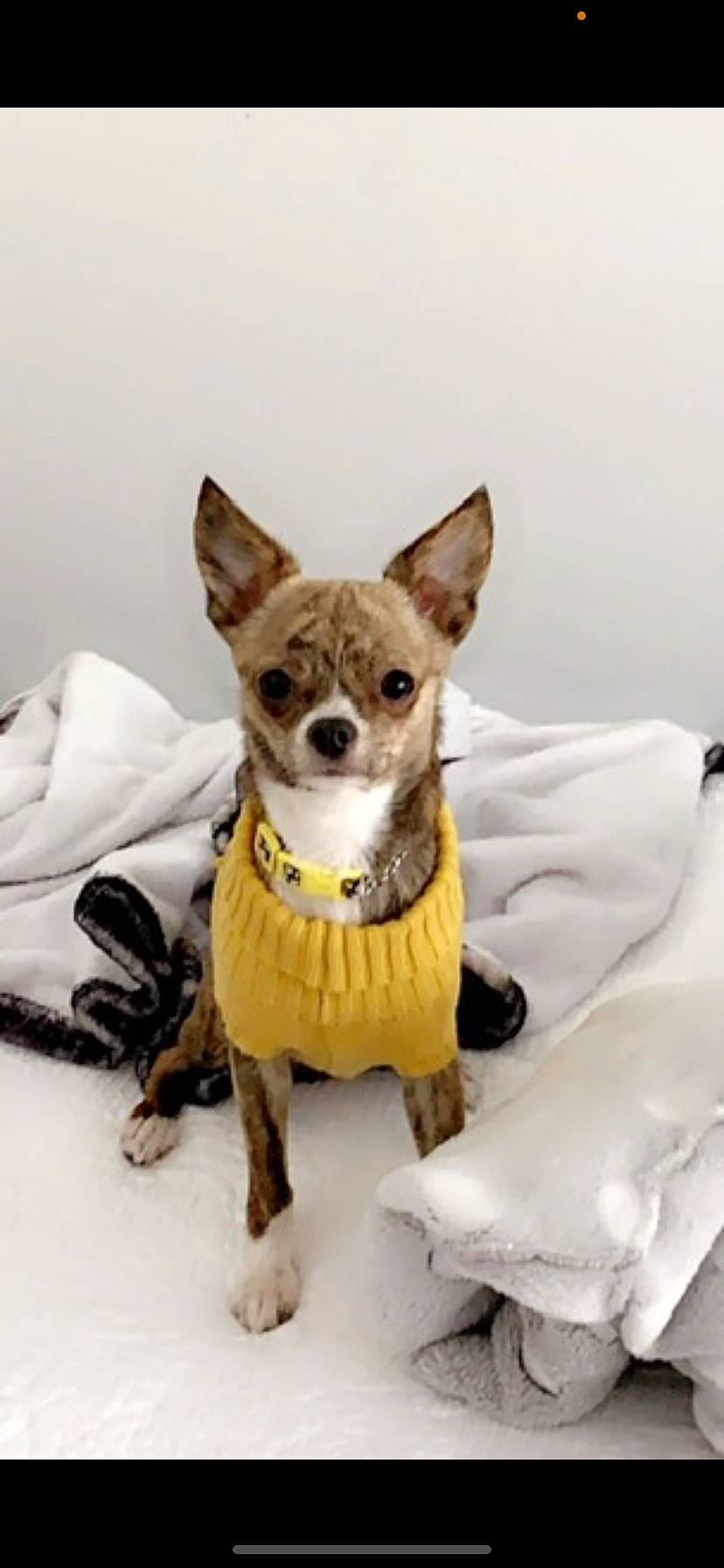 Molly Lace is registered to the contest to win money with this photo: canidae, carnivore, chihuahua, collar, companion_dog, dog, dog_breed, dog_clothes, dog_collar, dog_supply, fawn, fur, paw, snout, sporting_group, tail, terrestrial_animal, toy_dog, whiskers, working_animal