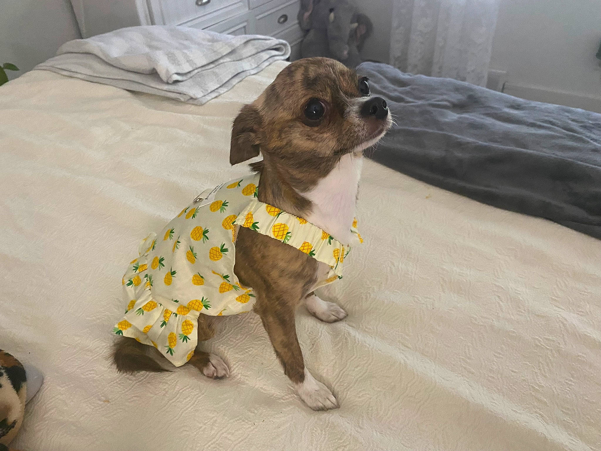 Molly Lace joined the competition — help win amazing prizes! carnivore, collar, comfort, companion_dog, dog, dog_breed, dog_clothes, dog_collar, dog_supply, fawn, flooring, leash, linens, paw, pet_supply, snout, sporting_group, toy_dog, whiskers, working_animal