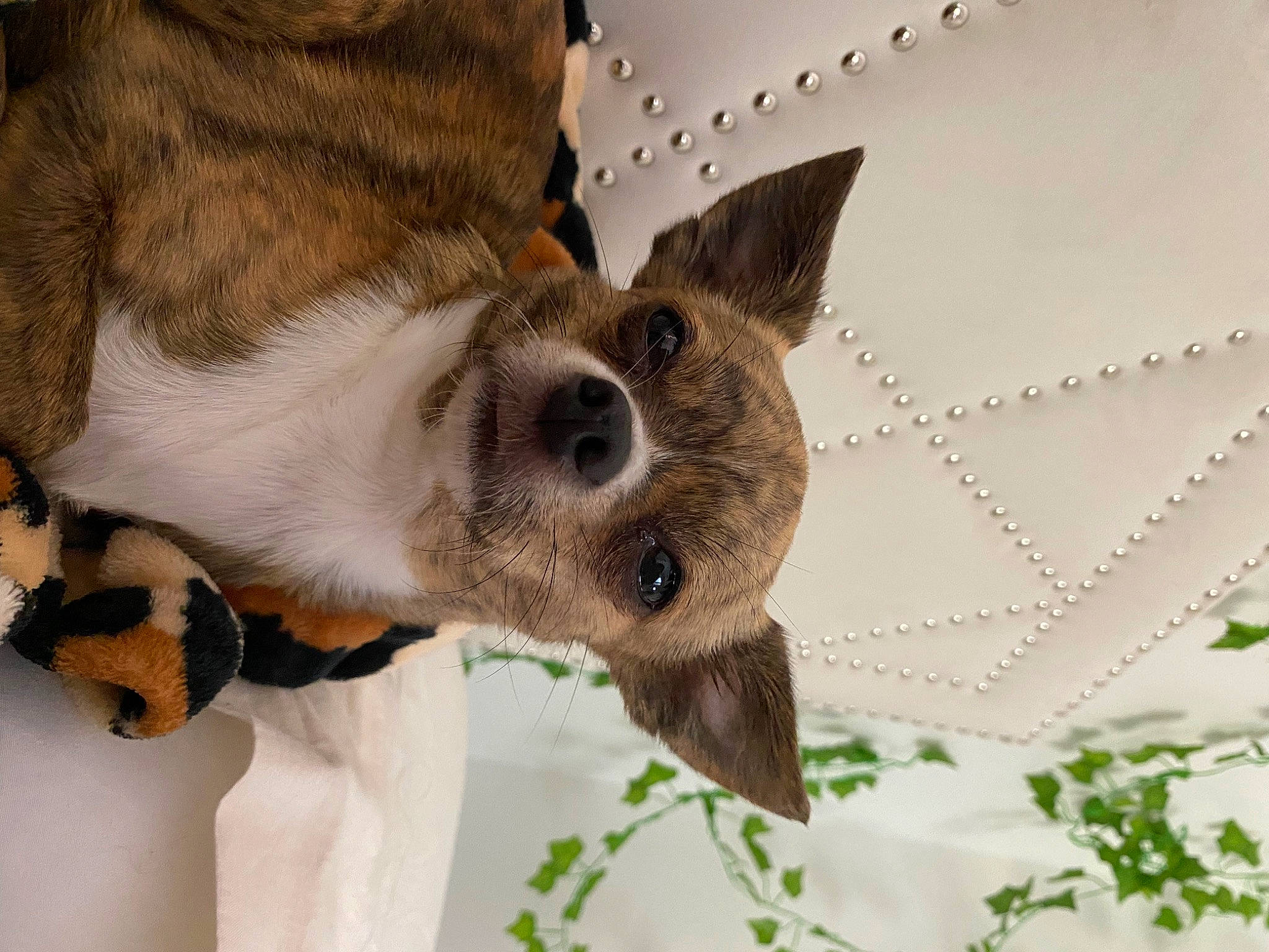 Molly Lace joined the competition — help win amazing prizes! canidae, carnivore, claw, companion_dog, dog, dog_breed, event, fur, organism, paw, tail, terrestrial_animal, twig, whiskers, working_animal