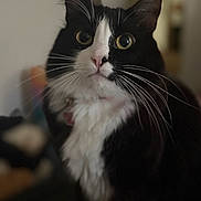 Kevin is registered to the contest to win money with this photo: cat, black_and_white, whiskers, indoor, pet, feline, close_up, fluffy, curious, animal, domestic, portrait, soft_lighting, blurred_background, cute, eyes, face, fur, mammal