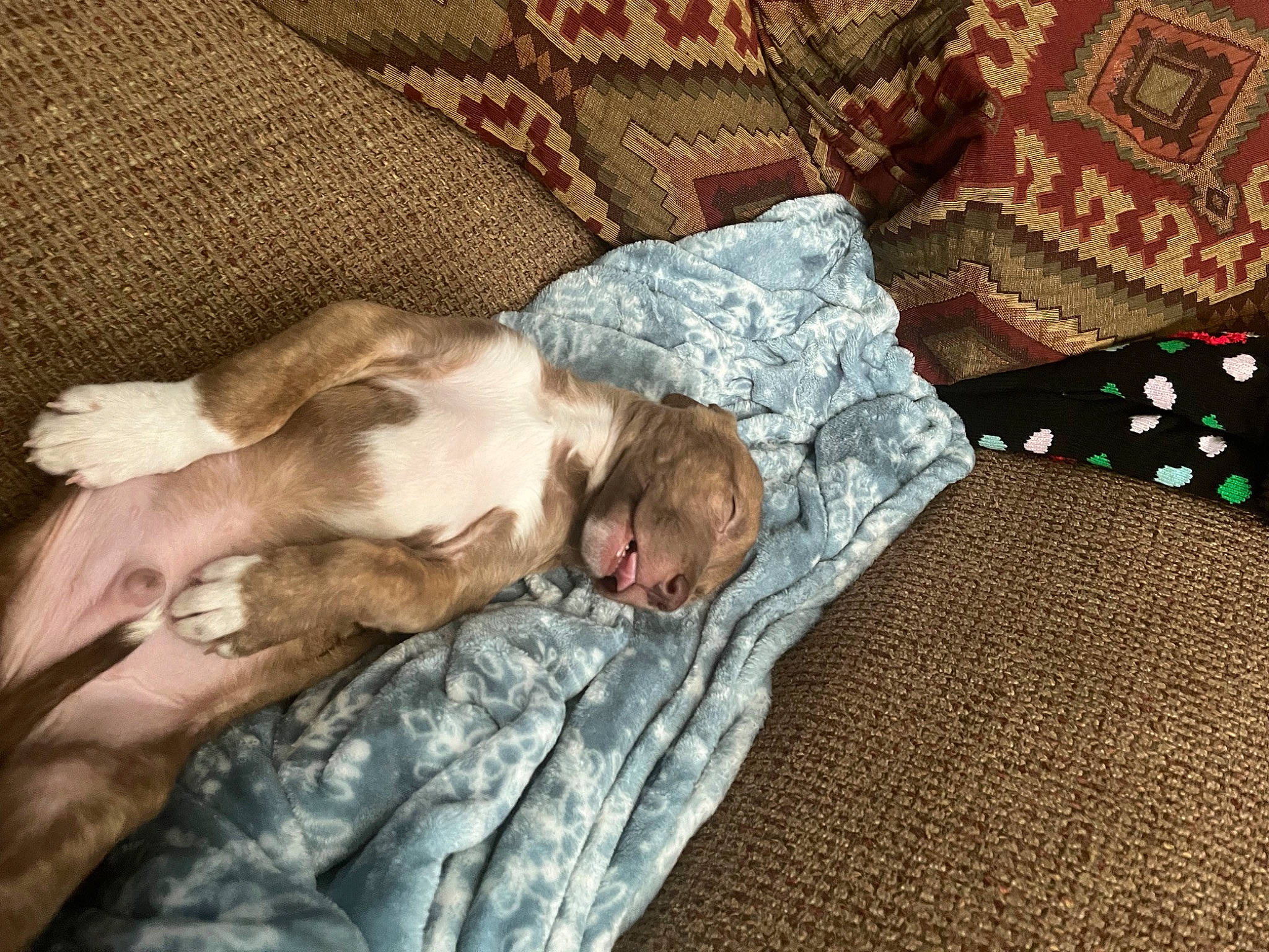 Dodger joined the competition — help win amazing prizes! bed_sheet, bedding, bedroom, bedtime, carnivore, comfort, companion_dog, couch, dog, duvet, felidae, flooring, fur, grey, linens, military_camouflage, nap, pattern, sporting_group, wood