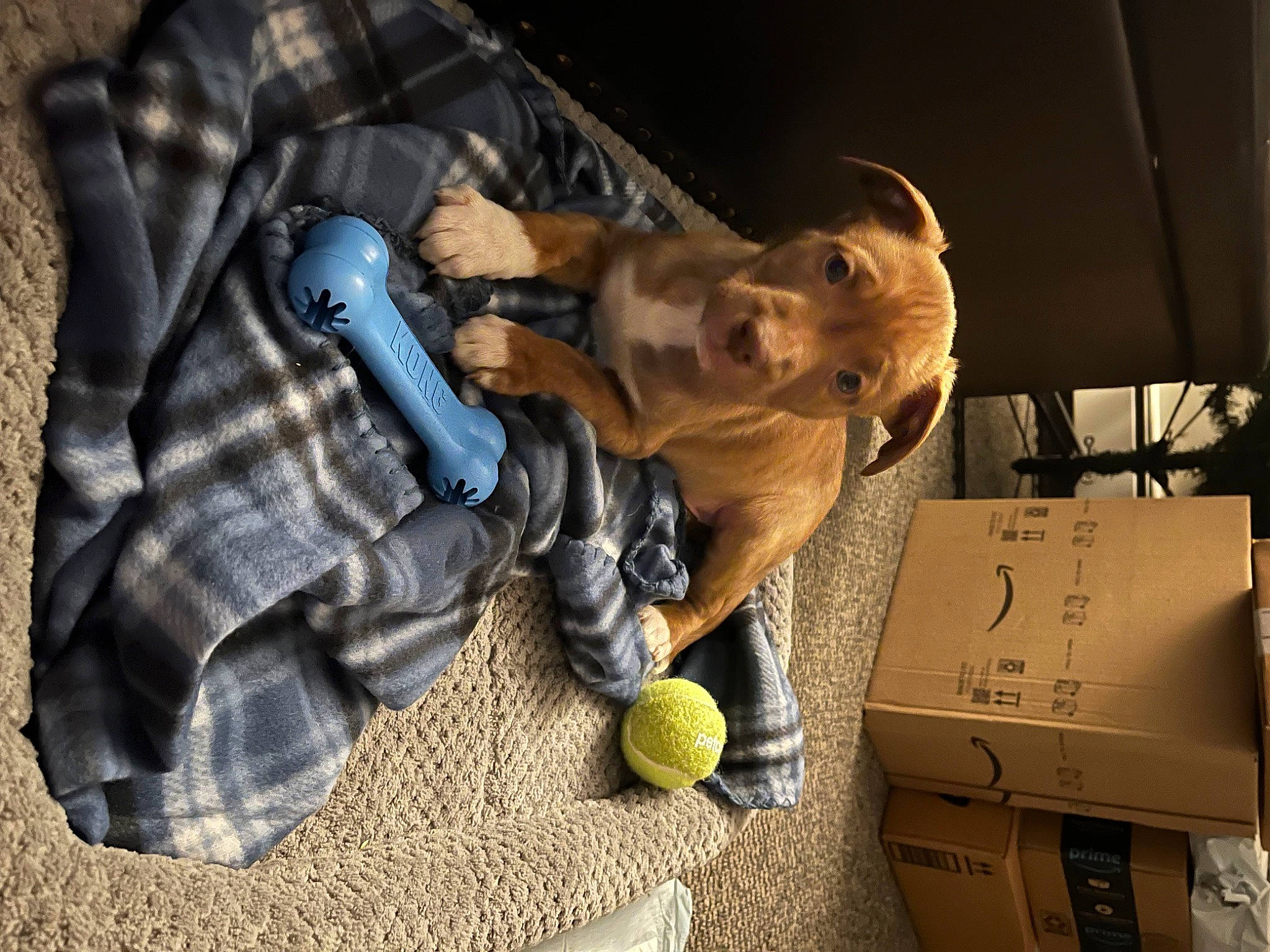 Dodger is registered to the contest to win money with this photo: audio_equipment, bag, ball, canidae, carnivore, companion_dog, dog, dog_breed, fawn, fur, glove, machine, personal_protective_equipment, plush, sporting_group, sports_equipment, stuffed_toy, tartan, tennis_ball, toy