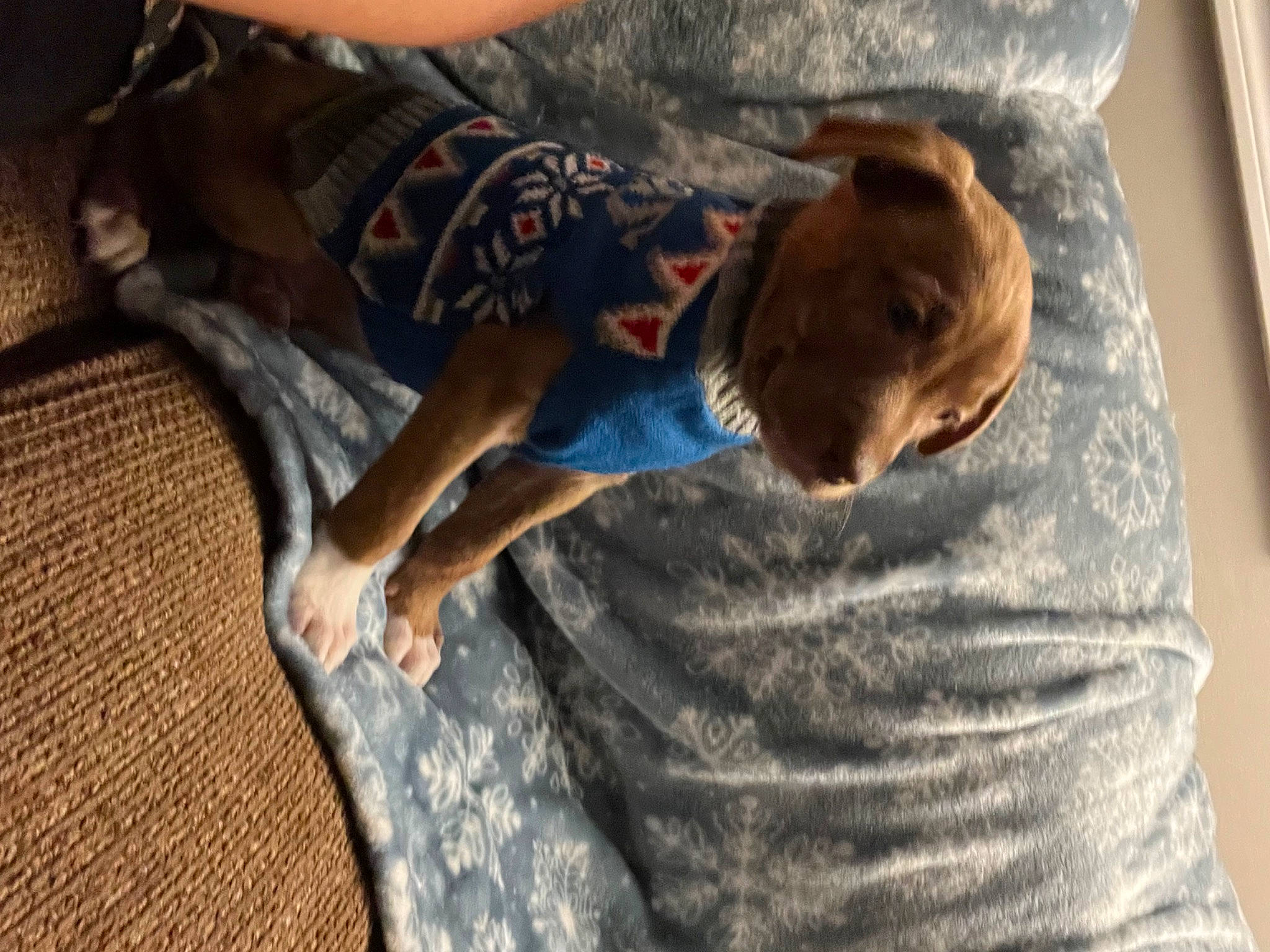 Dodger is registered to the contest to win money with this photo: canidae, carnivore, comfort, companion_dog, dog, dog_breed, elbow, fawn, flooring, gesture, hardwood, human_leg, linens, room, sitting, sporting_group, t_shirt, toddler, tree, wood