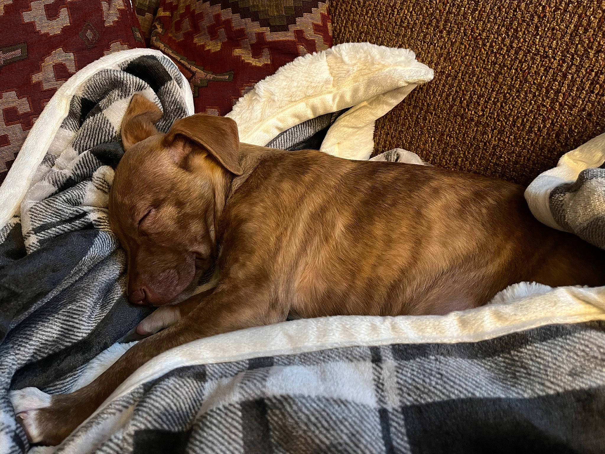 Dodger joined the competition — help win amazing prizes! canidae, carnivore, comfort, companion_dog, dog, dog_breed, dog_supply, fawn, felidae, fur, linens, liver, small_to_medium_sized_cats, snout, tail, terrestrial_animal, toy_dog, whiskers, working_animal, wrinkle