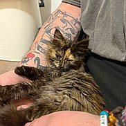 Ember is registered to the contest to win money with this photo: kitten, cat, tortoiseshell_cat, furry, pet, tattoo, tattooed_arm, bracelet, beaded_bracelet, hand, lap, gray_shirt, toilet, bathroom, indoor, close_up, relaxed, nails, fur_texture, person_arm