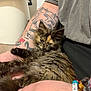 kitten, cat, tortoiseshell_cat, furry, pet, tattoo, tattooed_arm, bracelet, beaded_bracelet, hand, lap, gray_shirt, toilet, bathroom, indoor, close_up, relaxed, nails, fur_texture, person_arm