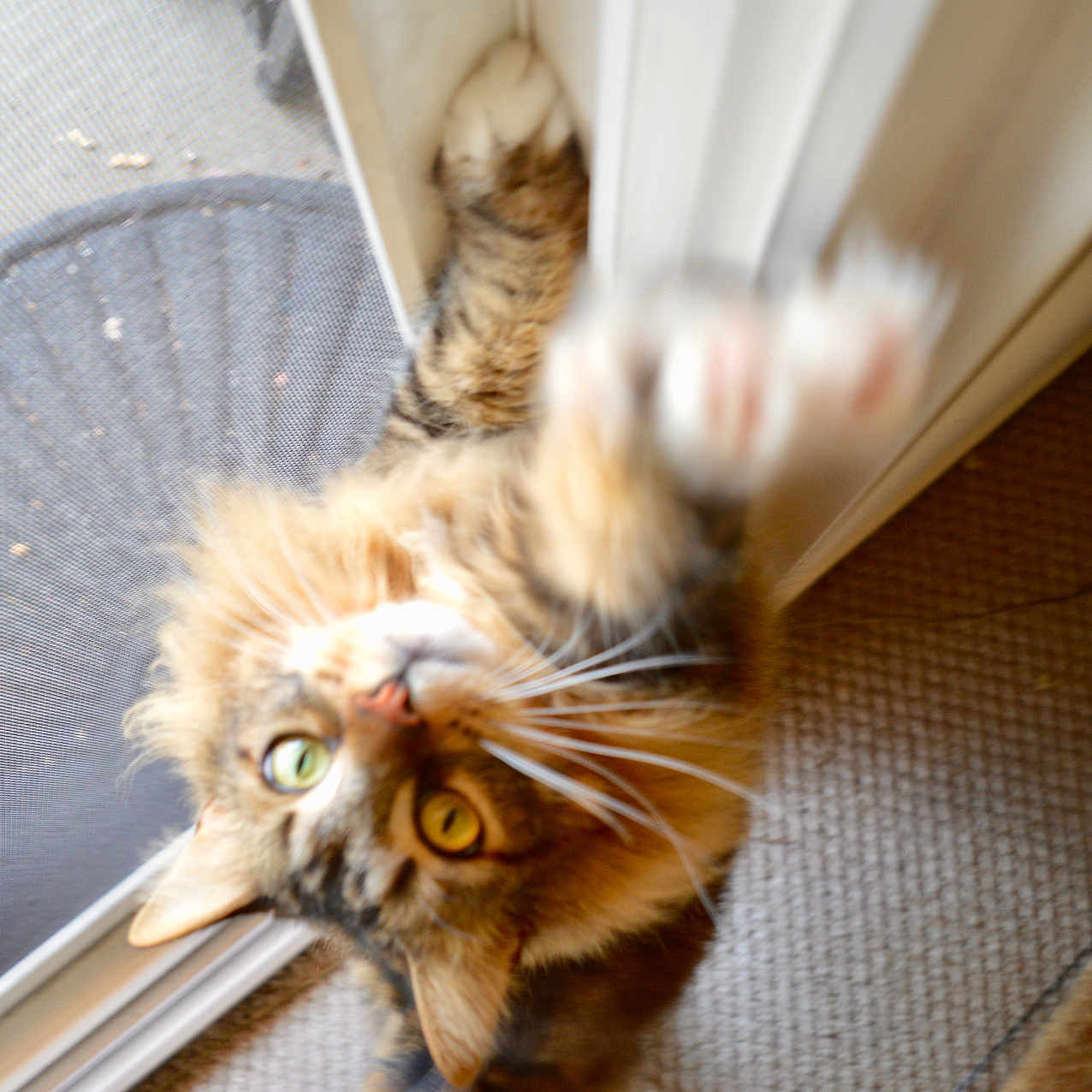 Cauchy is registered to the contest to win money with this photo: animal, blurry, carpet, cat, close_up, curious, domestic, door, feline, fur, green_eyes, indoor, mammal, paw, pet, playful, reaching, screen_door, tabby, whiskers
