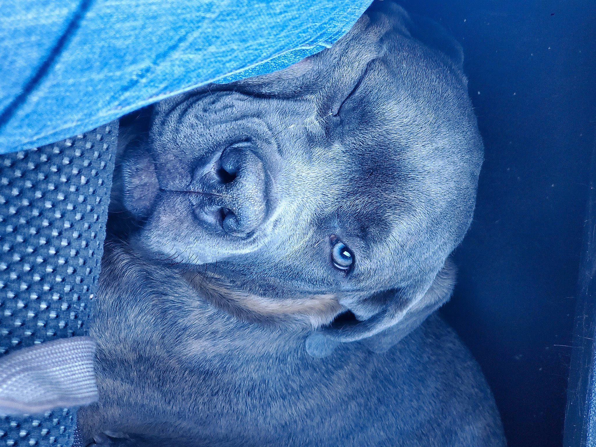 Tango joined the competition — help win amazing prizes! art, azure, denim, electric_blue, fur, grey, illustration, painting, pattern, sleeve, snout, terrestrial_animal, visual_arts, wrinkle