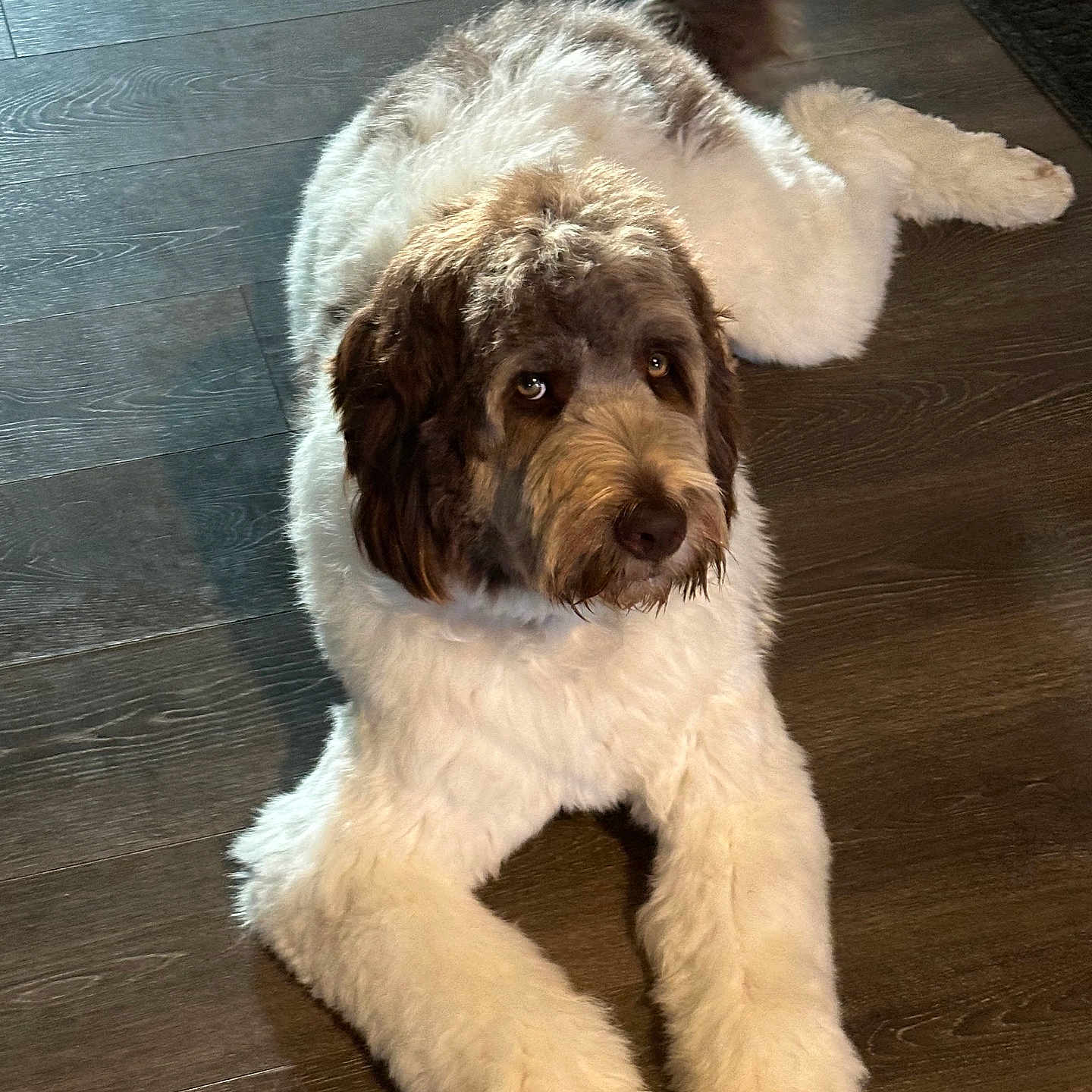 Sofie Williams is registered to the contest to win money with this photo: accessories, animal, canine, cockerspaniel, dog, hardwood, hound, indoors, interiordesign, leash, person, pet, poodle, puppy, saintbernard, strap, terrier, tile, whitedog, wood