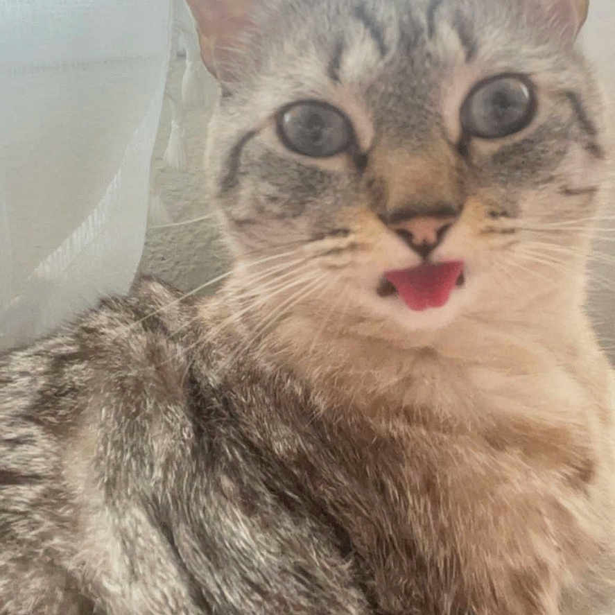 Bella Bon Bon joined the competition — help win amazing prizes! abyssinian, animal, bodypart, cat, computerhardware, electronics, face, hardware, head, kitten, manx, monitor, mouth, person, pet, photography, portrait, screen, siamese, tongue