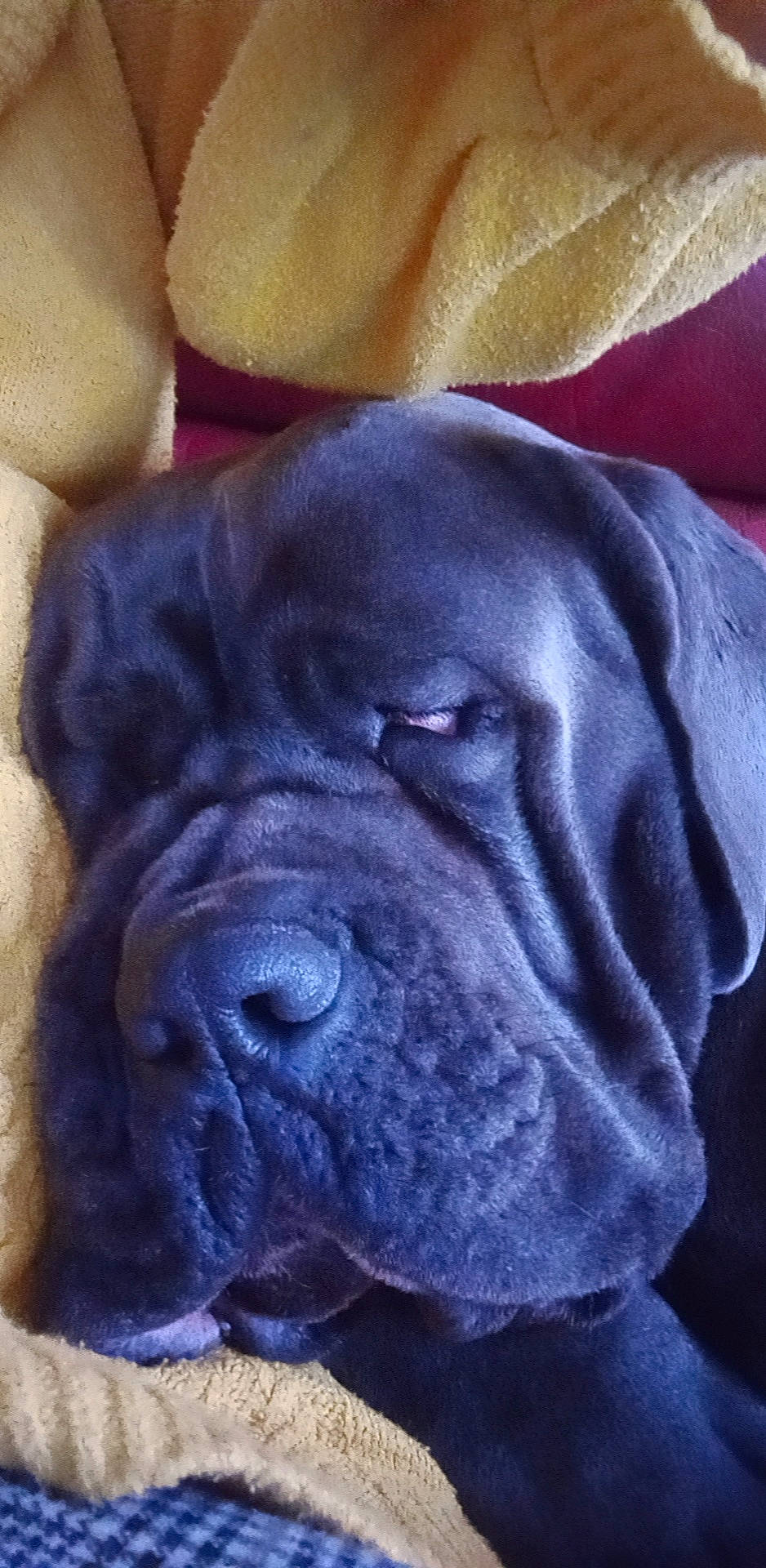 Shoko participe au concours pour gagner de l'argent avec cette photo : art, carnivore, comfort, companion_dog, dog, dog_breed, electric_blue, fawn, fur, giant_dog_breed, guard_dog, molosser, non_sporting_group, snout, sporting_group, square, terrestrial_animal, working_animal, working_dog, wrinkle