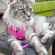Maïka a rejoint le concours — aidez-le/la à gagner de superbes lots ! cat, feline, pet, gray_cat, fluffy, green_eyes, harness, leash, outdoor, garden, plant, chair, wooden_floor, relaxed, alert, closeup, animal, domestic_cat, sitting, portrait