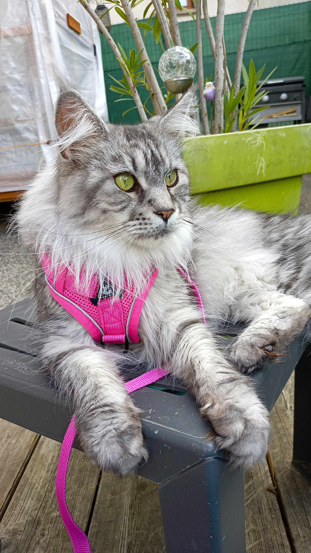 Maïka a rejoint le concours — aidez-le/la à gagner de superbes lots ! cat, feline, pet, gray_cat, fluffy, green_eyes, harness, leash, outdoor, garden, plant, chair, wooden_floor, relaxed, alert, closeup, animal, domestic_cat, sitting, portrait