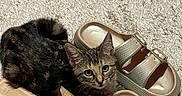 Clover joined the competition — help win amazing prizes! bedroom, carpet, cat, cozy, cute, floor, fur, green_eyes, indoor, kitten, looking_up, paw, pet, rug, sandals, shoes, slippers, tabby, textile, two_shoes