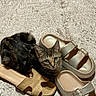 Clover joined the competition — help win amazing prizes! cat, kitten, tabby, sandals, shoes, slippers, carpet, rug, indoor, pet, fur, cute, paw, floor, bedroom, textile, two_shoes, green_eyes, looking_up, cozy