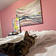 Clover joined the competition — help win amazing prizes! cat, tabby_cat, bed, blanket, comforter, pink_wall, painting, wall_art, bedroom, nightstand, stack_of_books, interior, door, cozy, sleeping, tongue_out, pet, home, textured_wall, blanket_ridges