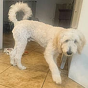Rocky is registered to the contest to win money with this photo: dog, white_dog, curly_tail, indoor, tile_floor, pet, animal, walking, curious, furry, canine, companion, household, domestic, blurred_face, standing, room, door, furniture, light