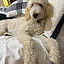 Rocky joined the competition — help win amazing prizes! dog, bed, pillow, white, black, fluffy, fur, indoor, resting, canine, pet, comfort, relaxed, curious, collar, lying_down, furniture, home, cozy, animal