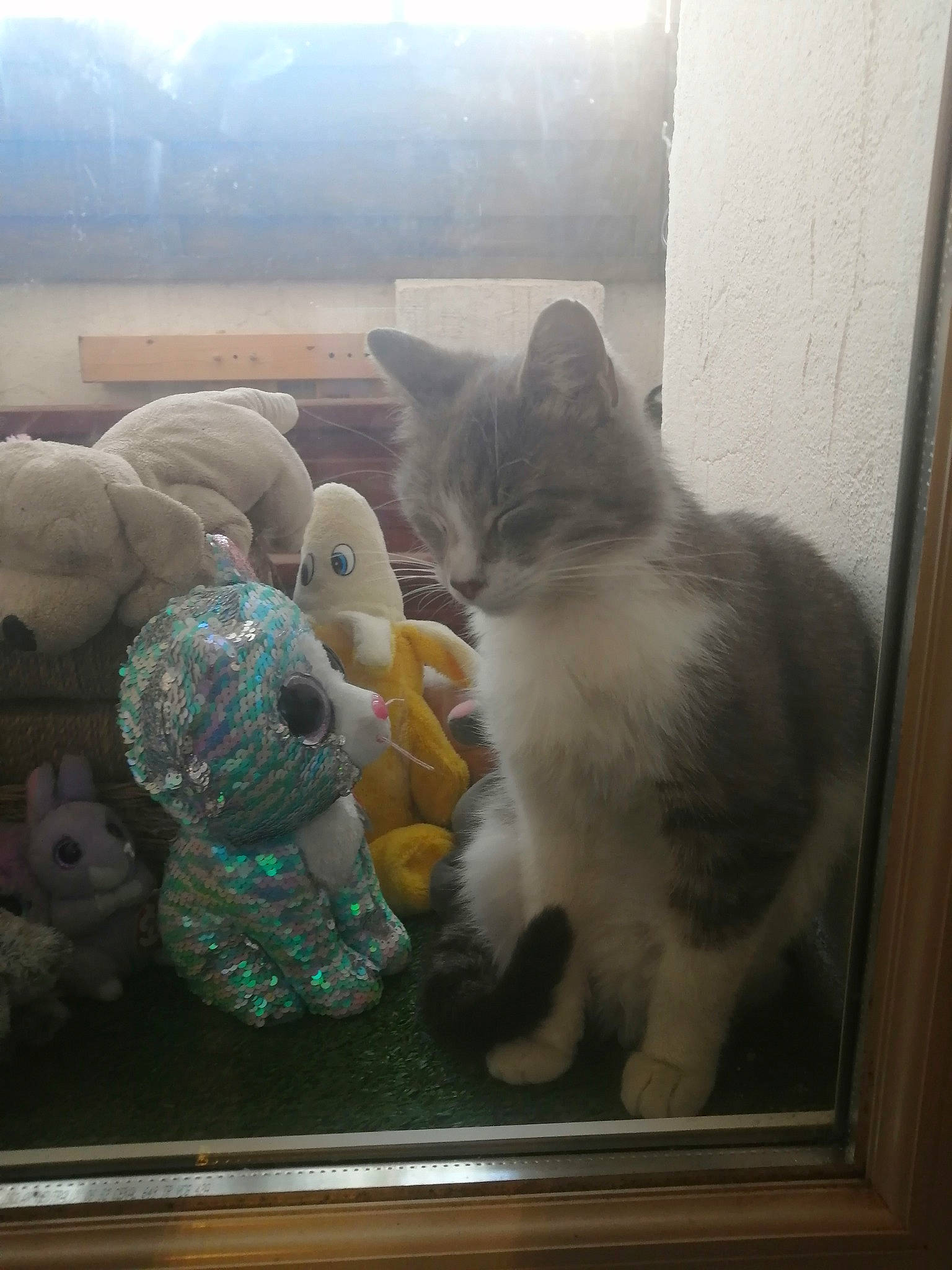 Frezer a rejoint le concours — aidez-le/la à gagner de superbes lots ! carnivore, cat, domestic_short_haired_cat, fawn, felidae, fur, kitten, polydactyl_cat, small_to_medium_sized_cats, tail, whiskers, window