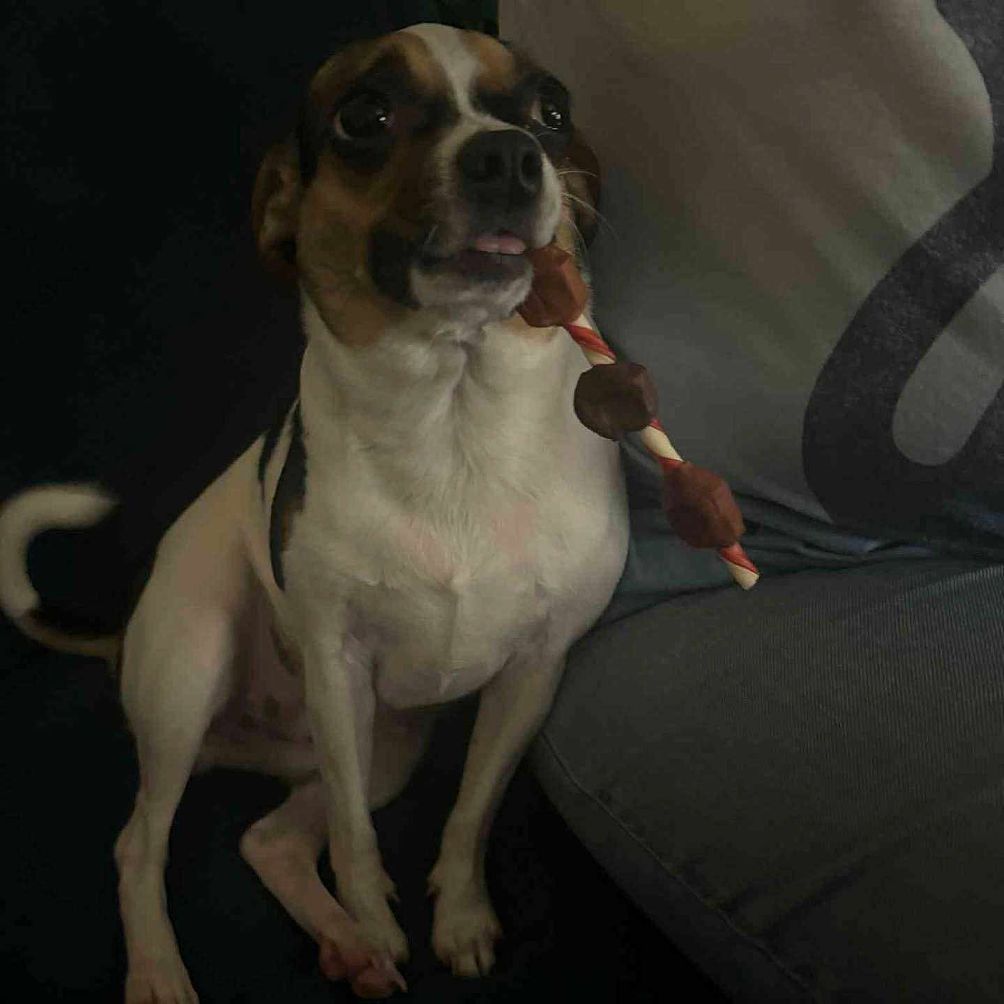 Zoey is registered to the contest to win money with this photo: animal, brown_and_white, companion, couch, curious, cute, dog, domestic, furniture, home, indoor, jeans, looking_up, person_partial, pet, relaxed, short_hair, sitting, small_dog, treat