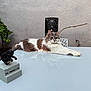 cat, table, glass_surface, figurine, toothpick, plant, outdoor, wall, relaxed, white, brown, fluffy, decor, chair, minimalist, reflection, pet, animal, feline, resting