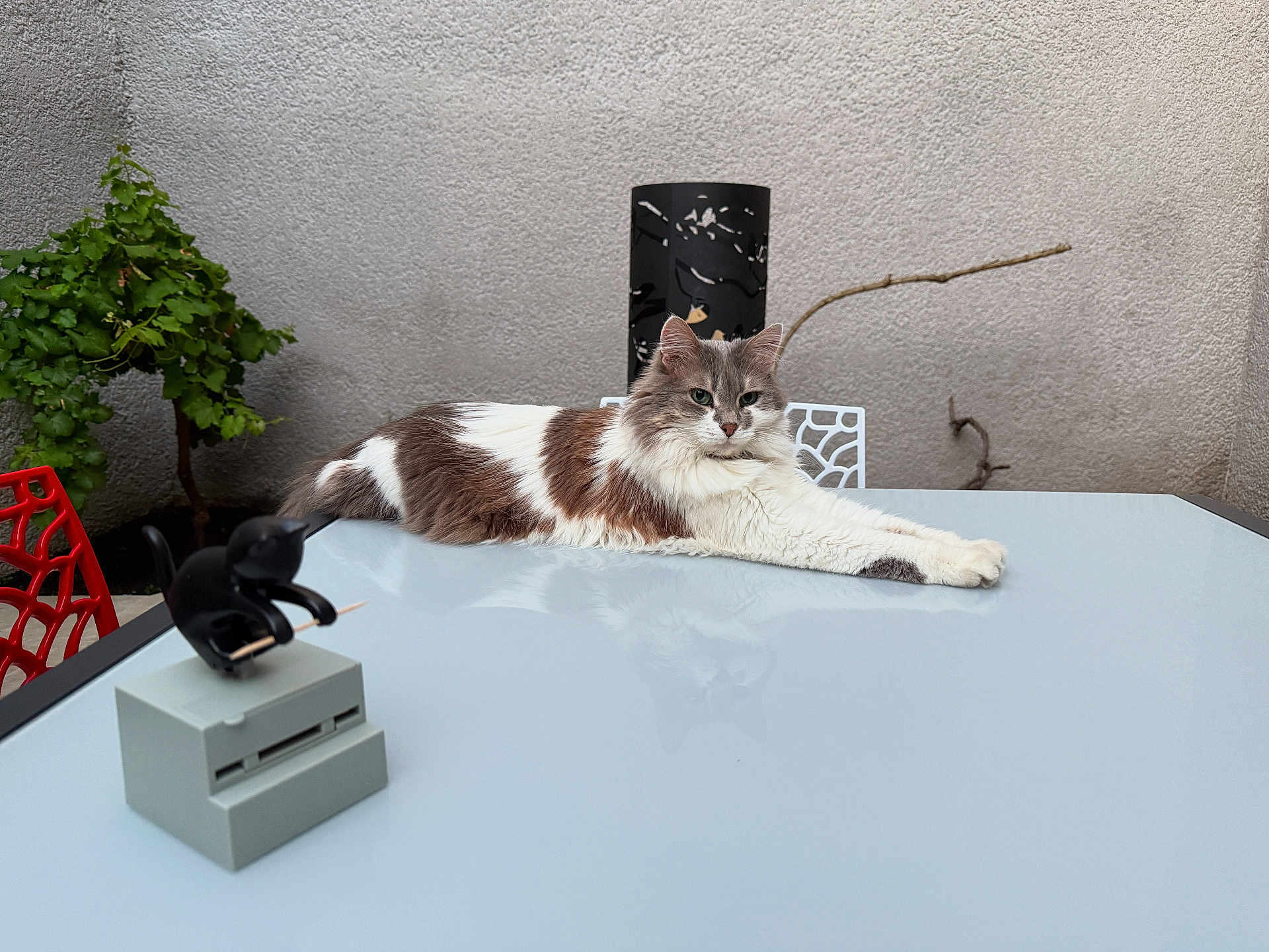 Zoé participe au concours pour gagner de l'argent avec cette photo : cat, table, glass_surface, figurine, toothpick, plant, outdoor, wall, relaxed, white, brown, fluffy, decor, chair, minimalist, reflection, pet, animal, feline, resting