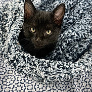 Onyx is registered to the contest to win money with this photo: kitten, black_cat, blanket, cozy, pet, animal, fur, cute, indoors, bedspread, texture, pattern, whiskers, ears, eyes, resting, snuggled, soft, young_cat, feline