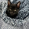 kitten, black_cat, blanket, cozy, pet, animal, fur, cute, indoors, bedspread, texture, pattern, whiskers, ears, eyes, resting, snuggled, soft, young_cat, feline