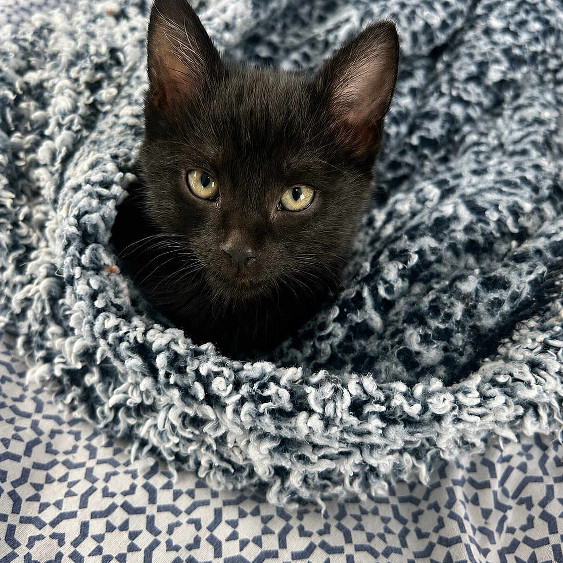 Onyx is registered to the contest to win money with this photo: kitten, black_cat, blanket, cozy, pet, animal, fur, cute, indoors, bedspread, texture, pattern, whiskers, ears, eyes, resting, snuggled, soft, young_cat, feline
