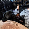 baby_loading, black_cat, cat, couch, cozy, cute, digital_overlay, foot, indoor, lap, leather_couch, loading_bar, pants, patterned_pants, person, pet, pregnant_belly, relaxation, resting, sleeping_cat