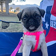 Bonnie is registered to the contest to win money with this photo: puppy, dog, pug, harness, leash, chair, outdoor, grass, tree, mountain, sky, daylight, pet, cute, animal, small, sitting, face, ears, eyes