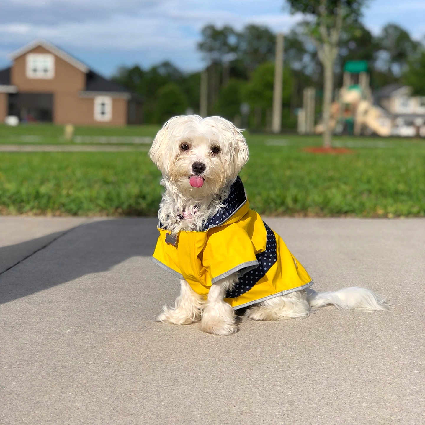 Luna is registered to the contest to win money with this photo: blurred_background, cute, dog, fur, grass, house, outdoor, pet, playful, raincoat, sidewalk, sitting, small_dog, suburban, sunny, tongue_out, tree, weather, white, yellow