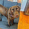 dog, labrador, chocolate_labrador, pet, animal, indoor, couch, furniture, wood_floor, curious, looking_up, brown_fur, collar, domestic, canine, house, living_room, floor, chair, cozy