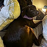 dog, labrador, brown_dog, pillow, couch, indoor, pet, relaxed, fur, collar, furniture, side_view, animal, cozy, home, lamp, night, soft_light, resting, companion