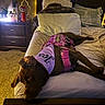 Josey May Wales is registered to the contest to win money with this photo: dog, service_dog, bed, bedroom, pillow, blanket, lamp, nightstand, string_lights, carpet, bottle, furniture, resting, purple_bandana, pink_harness, cozy, indoor, pet, animal, relaxation