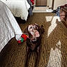 dog, labrador, brown_dog, carpet, bed, blanket, clothing, indoor, hotel_room, sunlight, shadow, floor, furniture, curious, pet, collar, resting, animal, cozy, warm_light