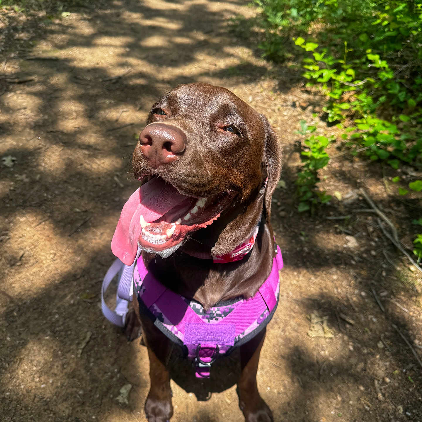 Josey May Wales is registered to the contest to win money with this photo: dog, labrador, chocolate_labrador, happy, outdoor, forest, trail, sunlight, shadow, nature, pet, canine, tongue_out, harness, purple_harness, smiling, animal, walking_path, greenery, daylight