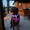 Josey May Wales is registered to the contest to win money with this photo: dog, labrador, chocolate_labrador, pet, animal, outdoor, patio, wicker_furniture, brick_wall, purple_harness, bandana, happy, sitting, evening, garden, concrete_floor, smiling, leisure, domestic_animal, canine