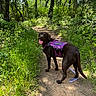 dog, service_dog, labrador, chocolate_lab, forest, trail, greenery, sunlight, outdoor, nature, happy, tongue_out, canine, walking, path, trees, leash, adventure, pet, summer