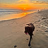 dog, beach, sunset, sand, ocean, water, sky, clouds, footprints, animal, pet, nature, outdoor, sun, reflection, shore, walking, paw_prints, scenic, summer