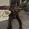 dog, labrador, chocolate_labrador, bed, blanket, pillow, indoor, pet, animal, fur, canine, resting, looking, cozy, curious, collar, brown, soft, curtain, furniture