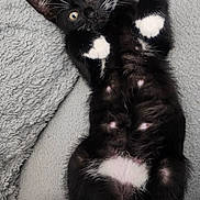 Phoenix joined the competition — help win amazing prizes! cat, kitten, black_and_white, white_paws, lying_down, belly_up, curious_eyes, whiskers, fluffy, pet, indoor, blanket, cozy, cute, playful, fur, tail, relaxed, animal, mammal
