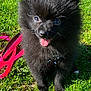 dog, pomeranian, puppy, black_fur, fluffy, grass, pink_leash, tongue_out, sitting, outdoor, sunny, pet, cute, close_up, portrait, eyes, nose, harness, playful, small_dog