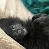 bed, black_dog, black_fur, blanket, closeup, cozy, cute, dog, fur_texture, indoor, lying_down, nose, open_mouth, paws, playful, portrait, puppy, teeth, towel, wide_eyes
