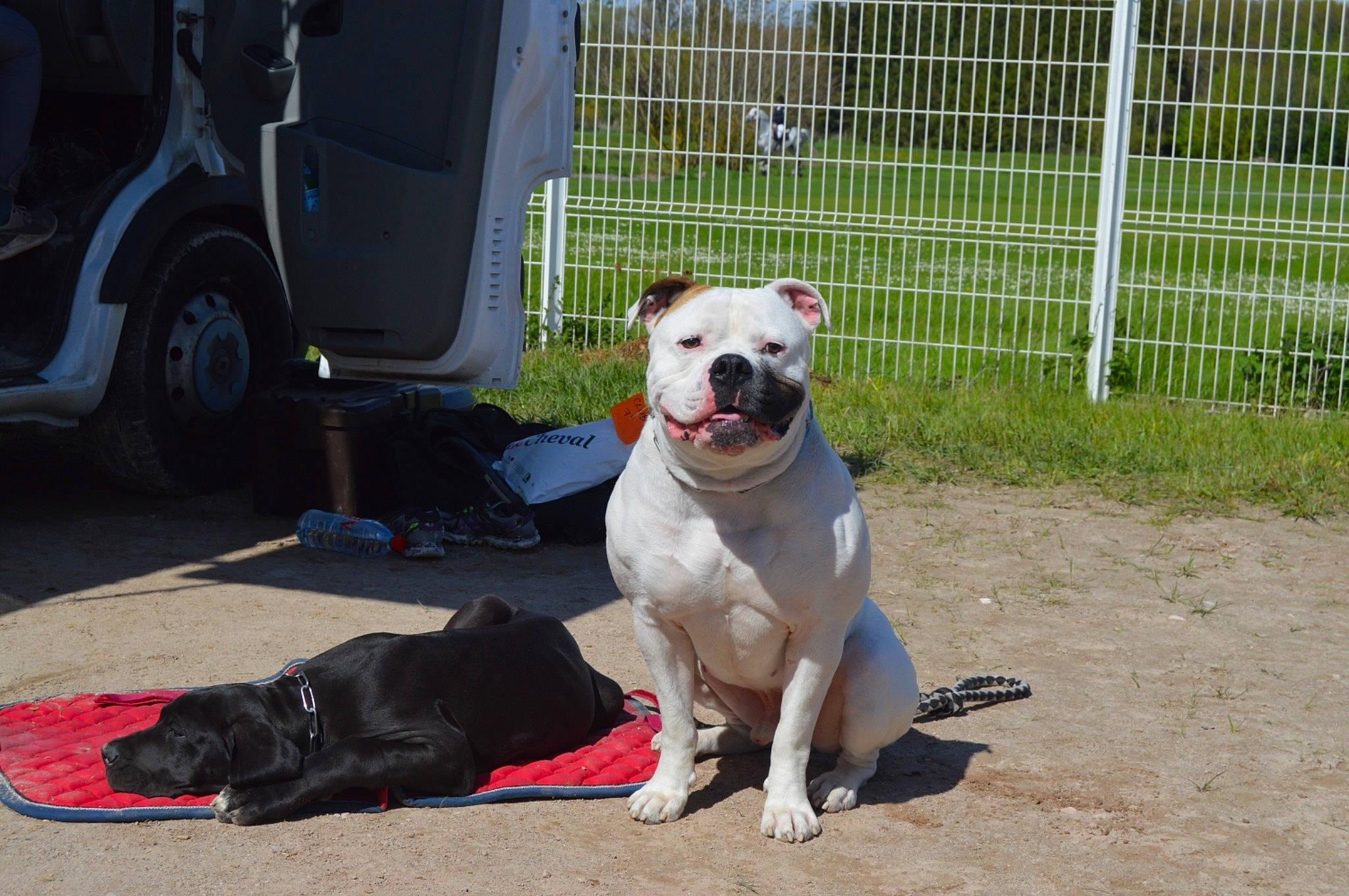 Maki a rejoint le concours — aidez-le/la à gagner de superbes lots ! american_bulldog, american_pit_bull_terrier, american_staffordshire_terrier, bandog, bulldog, bully_kutta, canidae, carnivore, cordoba_fighting_dog, dog, dog_breed, dogo_argentino, dogo_guatemalteco, mammal, non_sporting_group, pit_bull, rare_breed_dog, snout, sporting_group, vertebrate