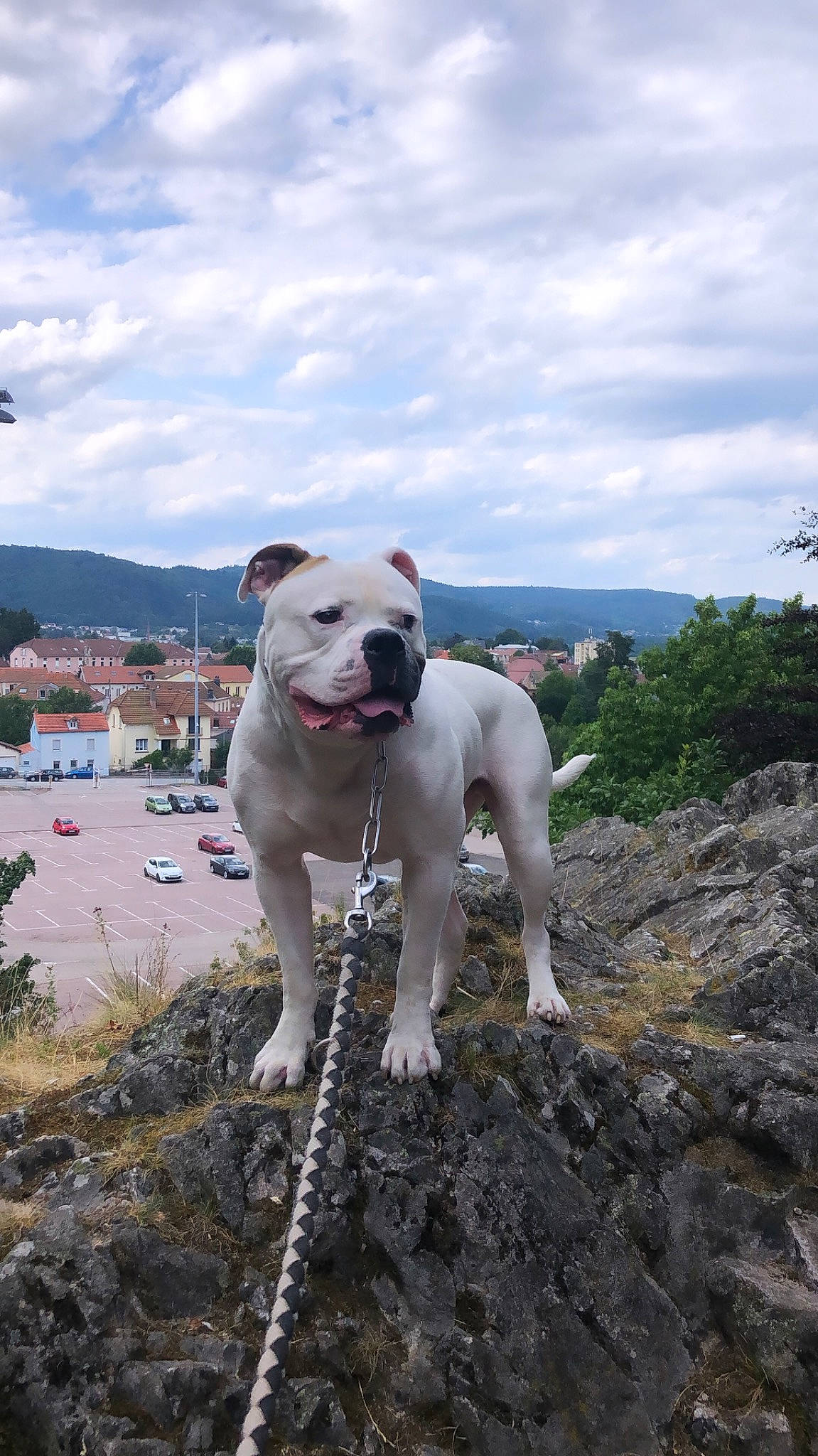 Maki a rejoint le concours — aidez-le/la à gagner de superbes lots ! adventure, american_bulldog, bulldog, canidae, carnivore, cordoba_fighting_dog, dog, dog_breed, dogo_argentino, dogo_guatemalteco, dorset_olde_tyme_bulldogge, fawn, mammal, molosser, non_sporting_group, rare_breed_dog, snout, sporting_group, valley_bulldog, vertebrate