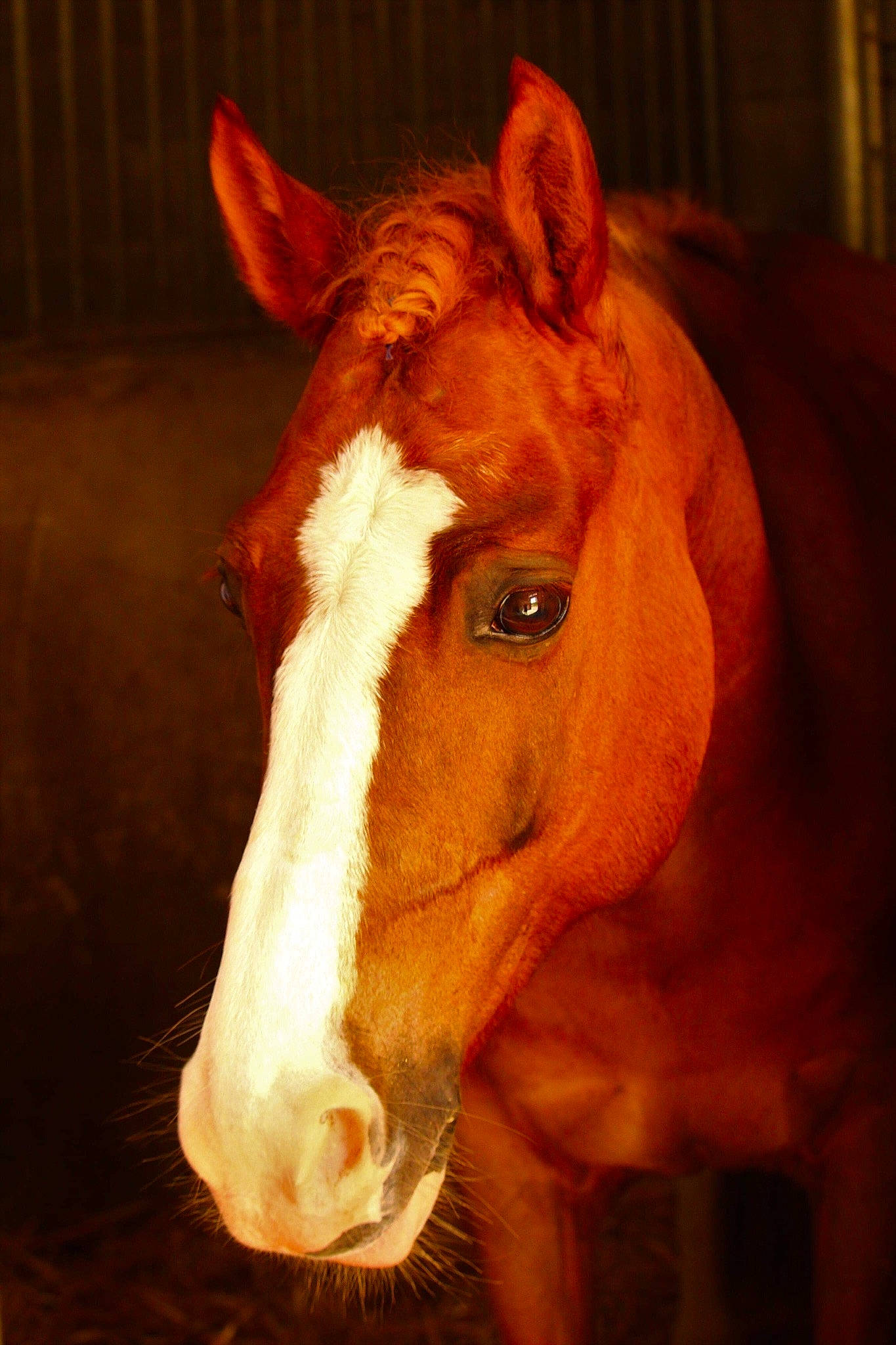 Avane De Blonde a rejoint le concours — aidez-le/la à gagner de superbes lots ! colt, ear, fawn, foal, head, horse, liver, livestock, mammal, mane, mare, mustang_horse, neck, nose, organ, snout, sorrel, stallion, vertebrate